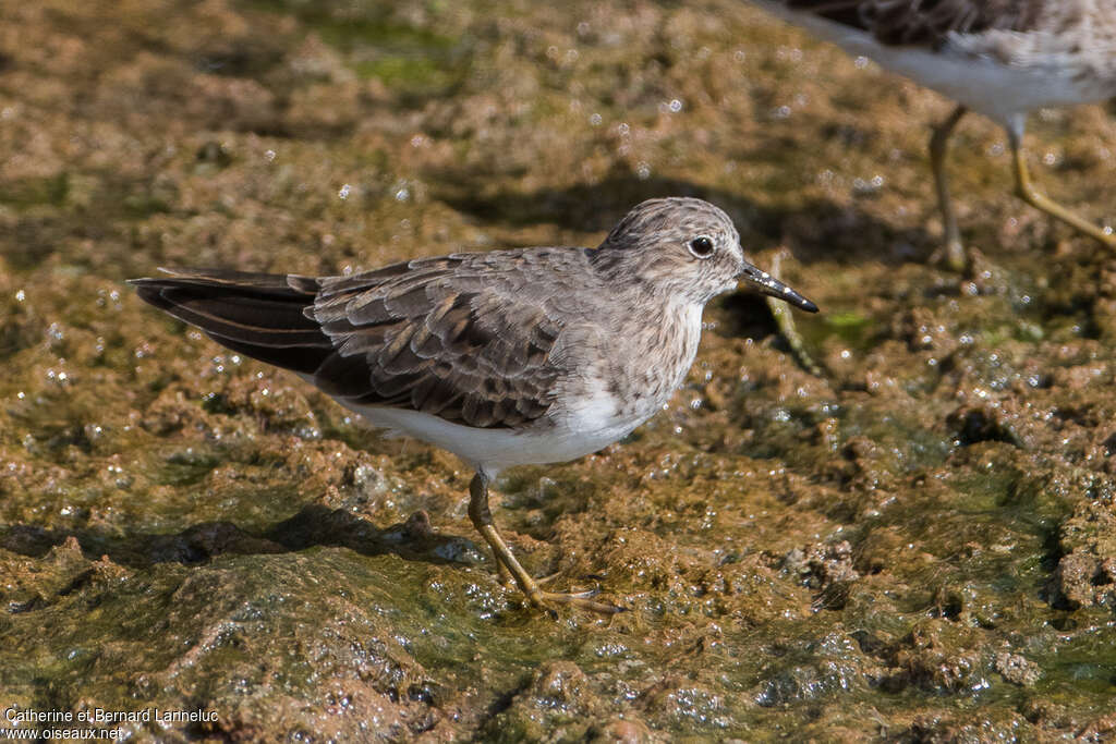 Bécasseau de Temminckadulte, identification