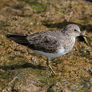 Temminck's Stint