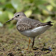 Temminck's Stint