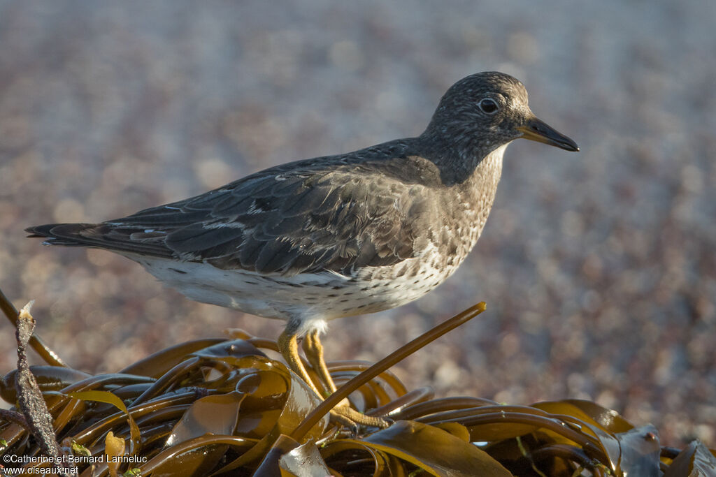 Surfbirdadult, identification