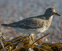 Surfbird