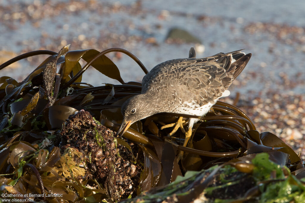 Surfbirdadult, feeding habits, Behaviour