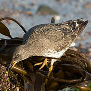 Surfbird