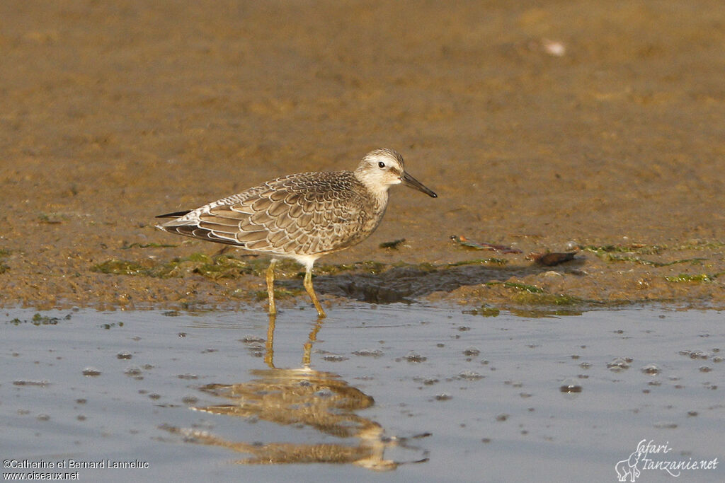 Bécasseau maubècheimmature