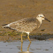 Red Knot