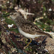 Least Sandpiper