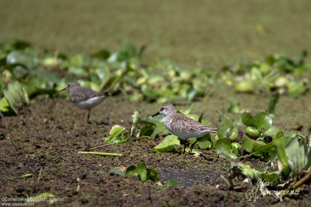 Little Stintadult post breeding