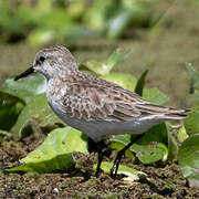 Little Stint