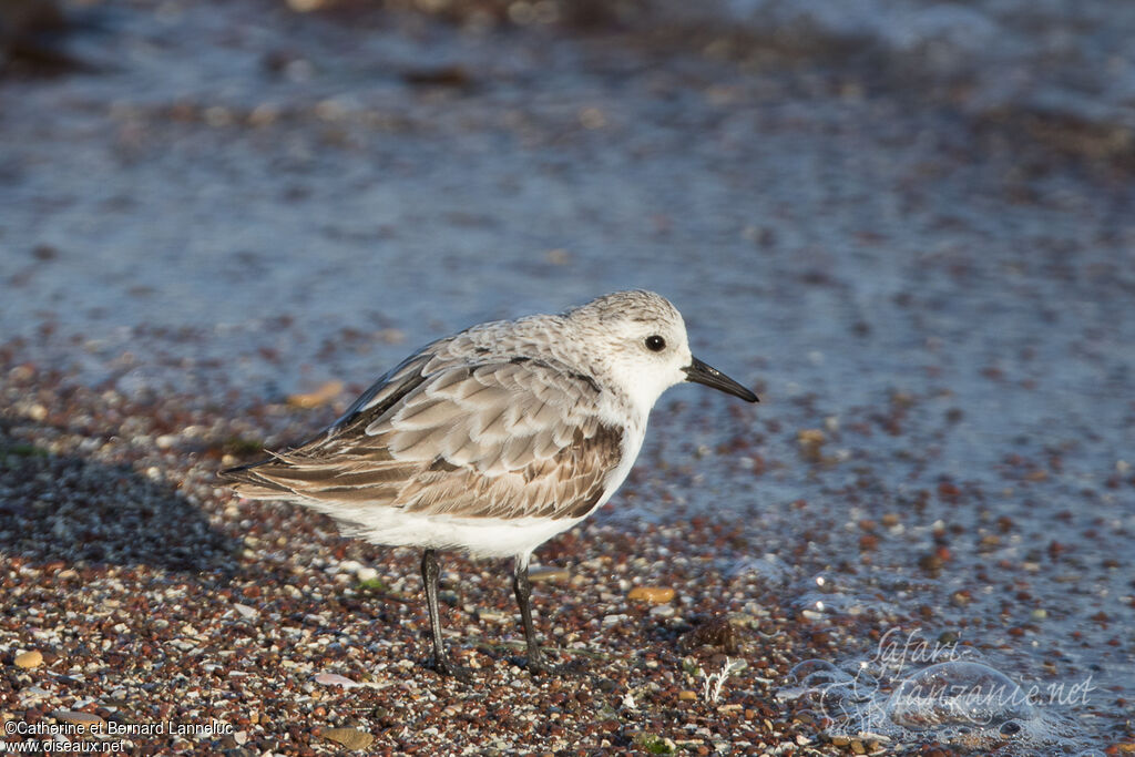 Bécasseau sanderling3ème année, identification