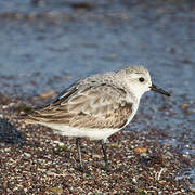 Sanderling