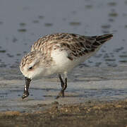 Spoon-billed Sandpiper