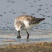 Spoon-billed Sandpiper