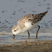 Spoon-billed Sandpiper