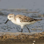 Spoon-billed Sandpiper