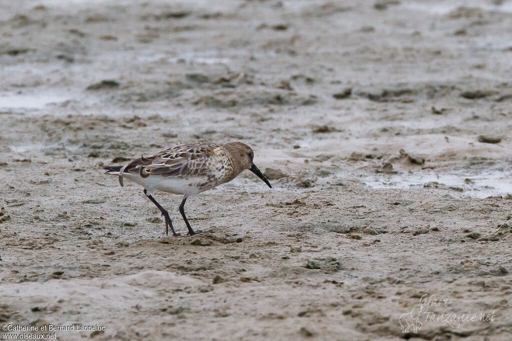 Dunlin