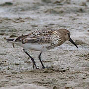 Dunlin