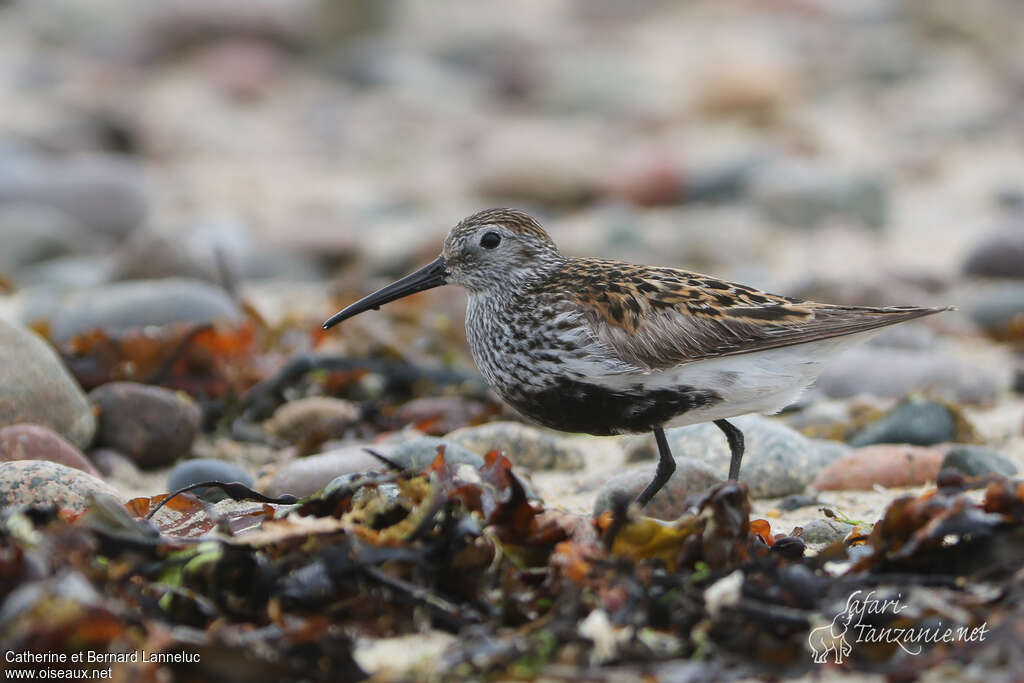 Bécasseau variableadulte nuptial, identification