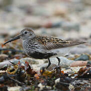 Dunlin