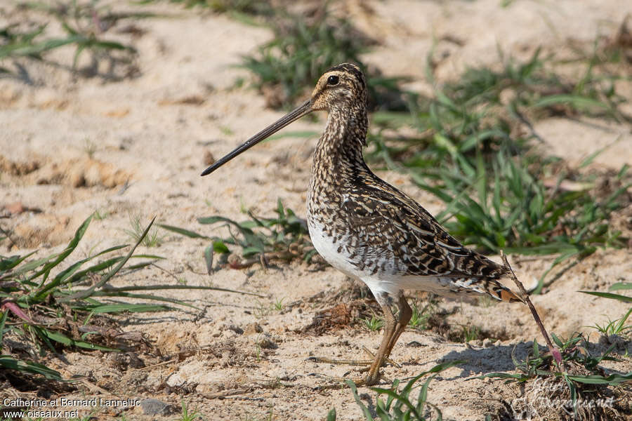 Bécassine africaineadulte, identification