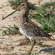 African Snipe