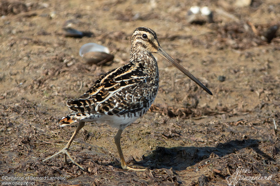 Bécassine africaineadulte, identification