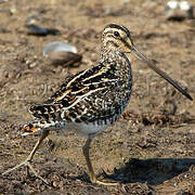 African Snipe