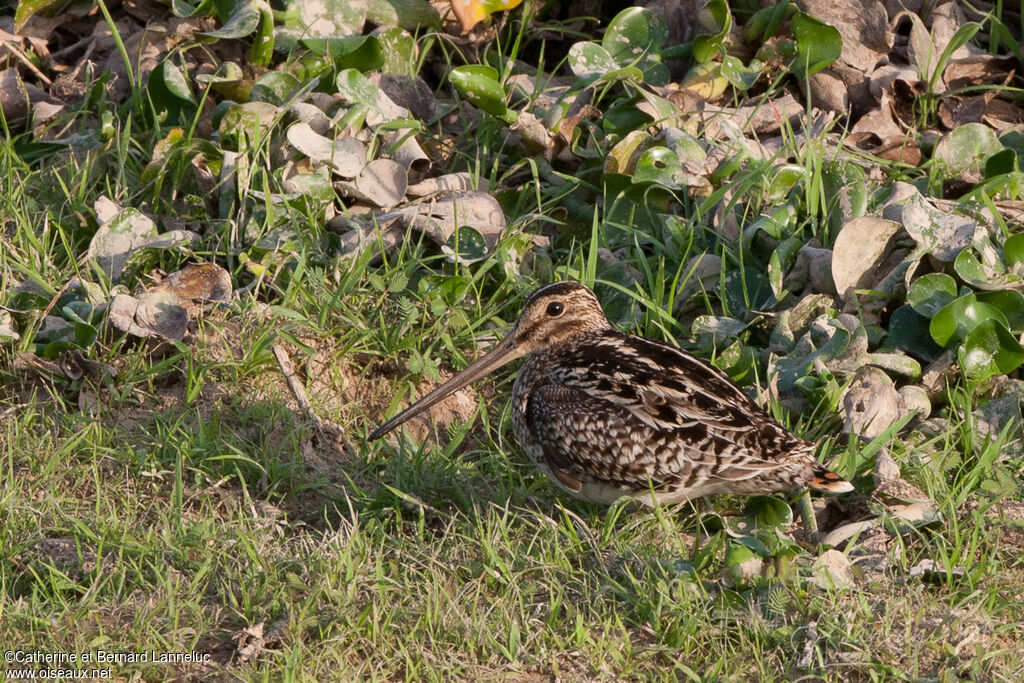 South American Snipeadult, camouflage, Behaviour