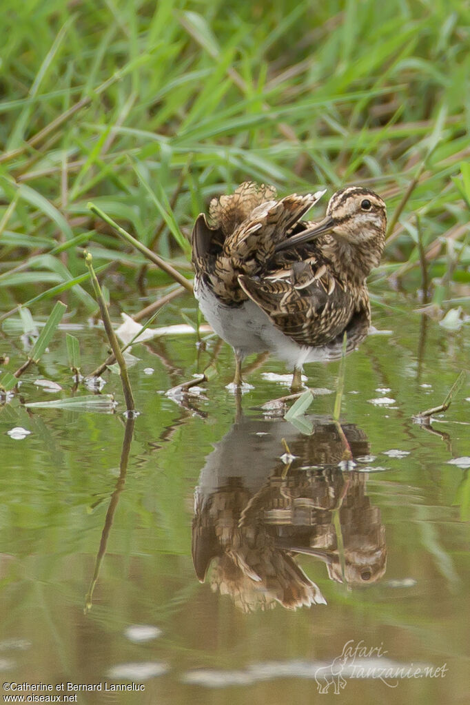 Common Snipe, care