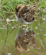 Common Snipe