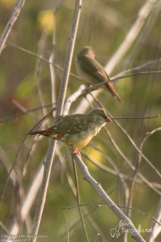 Red Avadavat female adult, identification