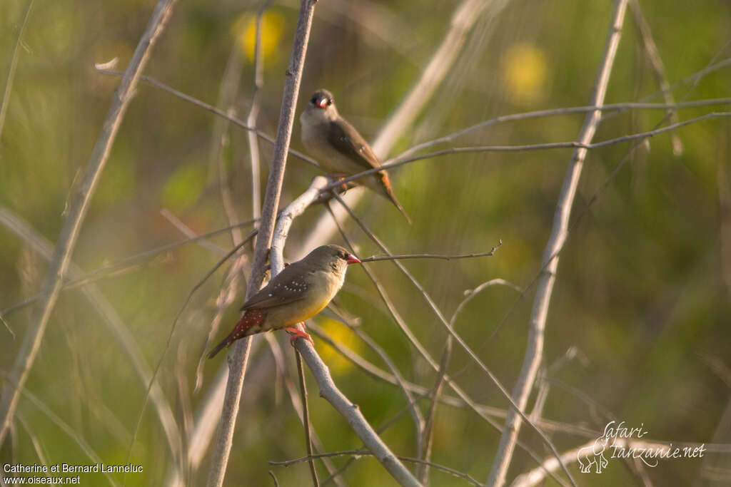 Red Avadavat male adult post breeding, identification