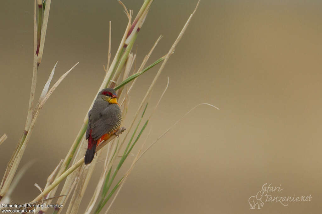 Orange-breasted Waxbill male adult, habitat, pigmentation