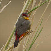 Orange-breasted Waxbill