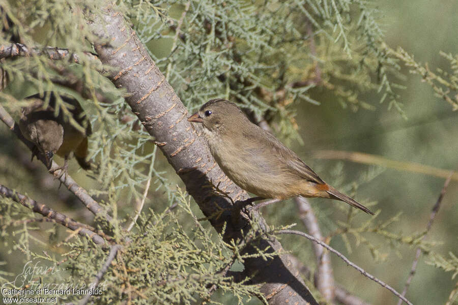 Bengali zébréimmature, identification