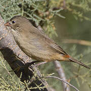 Orange-breasted Waxbill