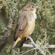 Orange-breasted Waxbill