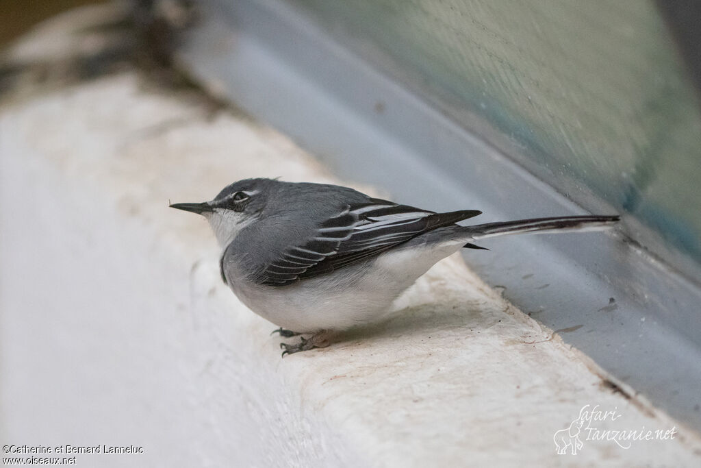 Mountain Wagtailadult, identification