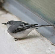 Mountain Wagtail