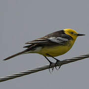 Citrine Wagtail