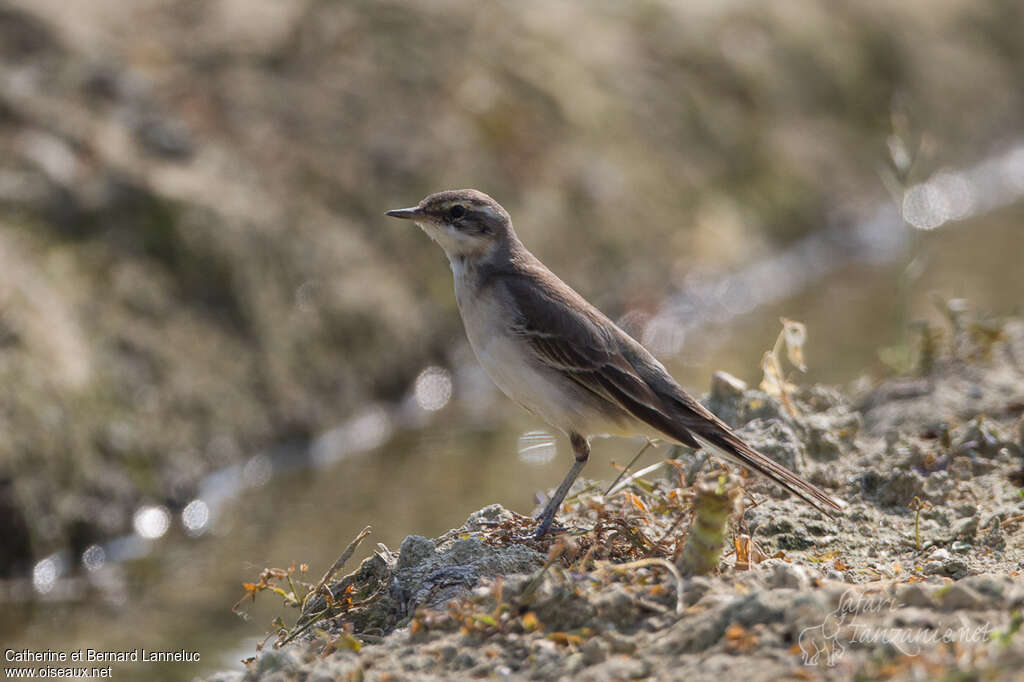 Bergeronnette de Béringie1ère année, identification