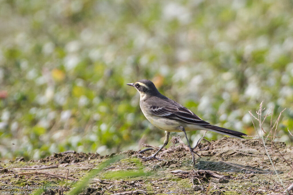 Eastern Yellow Wagtail