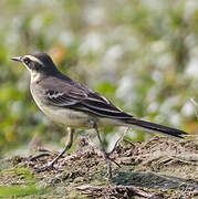 Eastern Yellow Wagtail