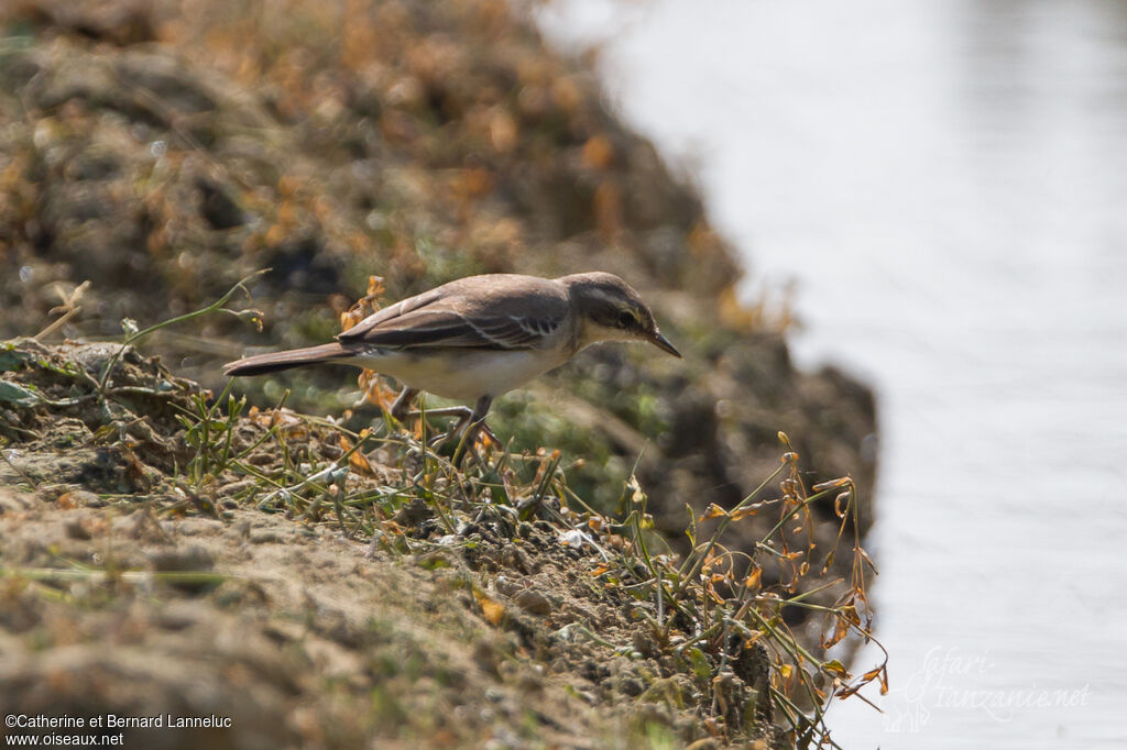 Eastern Yellow WagtailFirst year