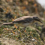 Eastern Yellow Wagtail