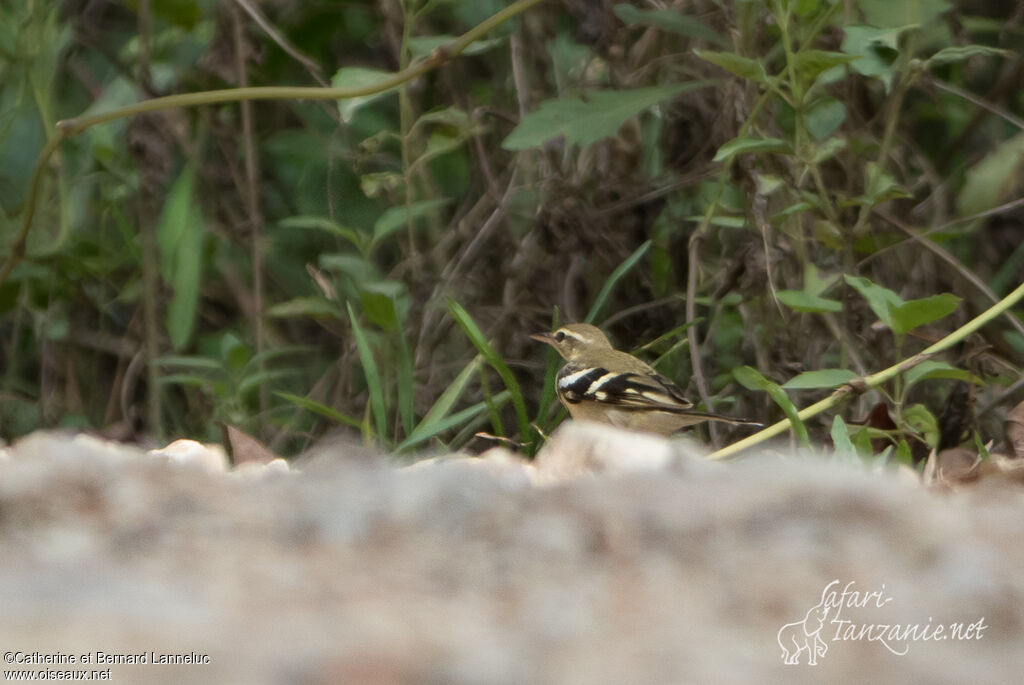 Forest Wagtailadult