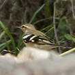 Bergeronnette de forêt