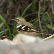 Forest Wagtail