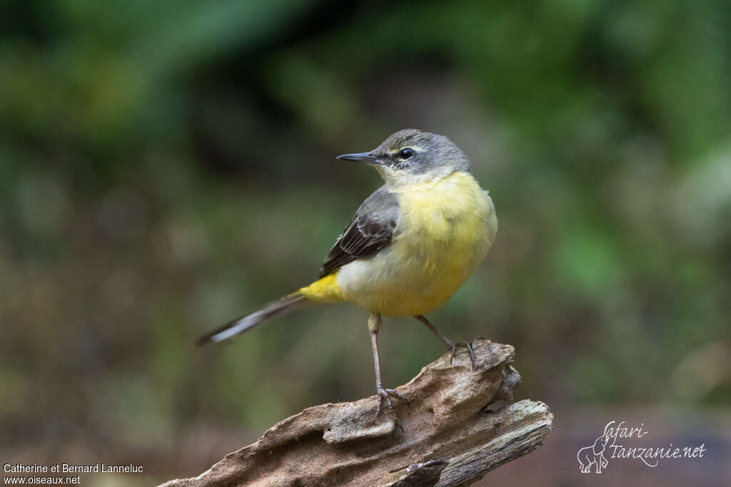 Grey Wagtail female adult, pigmentation