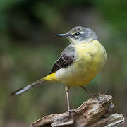 Grey Wagtail