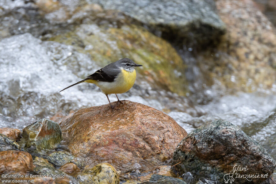 Grey Wagtailadult, habitat